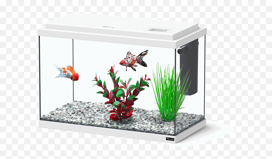 Aquatlantis Aquarium - Funny Fish 35 Png,Aquarium Png - free