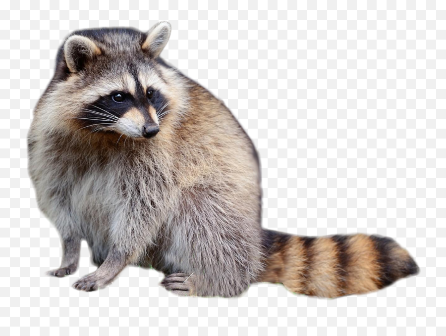 Raccoon Download Free Png - Animals In North America,Raccoon Transparent Background