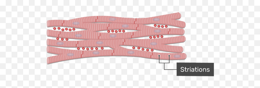 Cardiac Muscle Tissue - Cardiac Muscle Tissue Png,Muscle Png