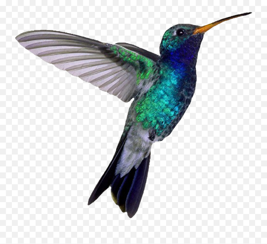 Hummingbird Png - Humming Bird Png,Hummingbird Png