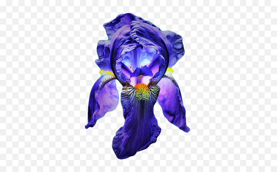 Download Hd Go To Image - Still Life Photography Png,Iris Flower Png