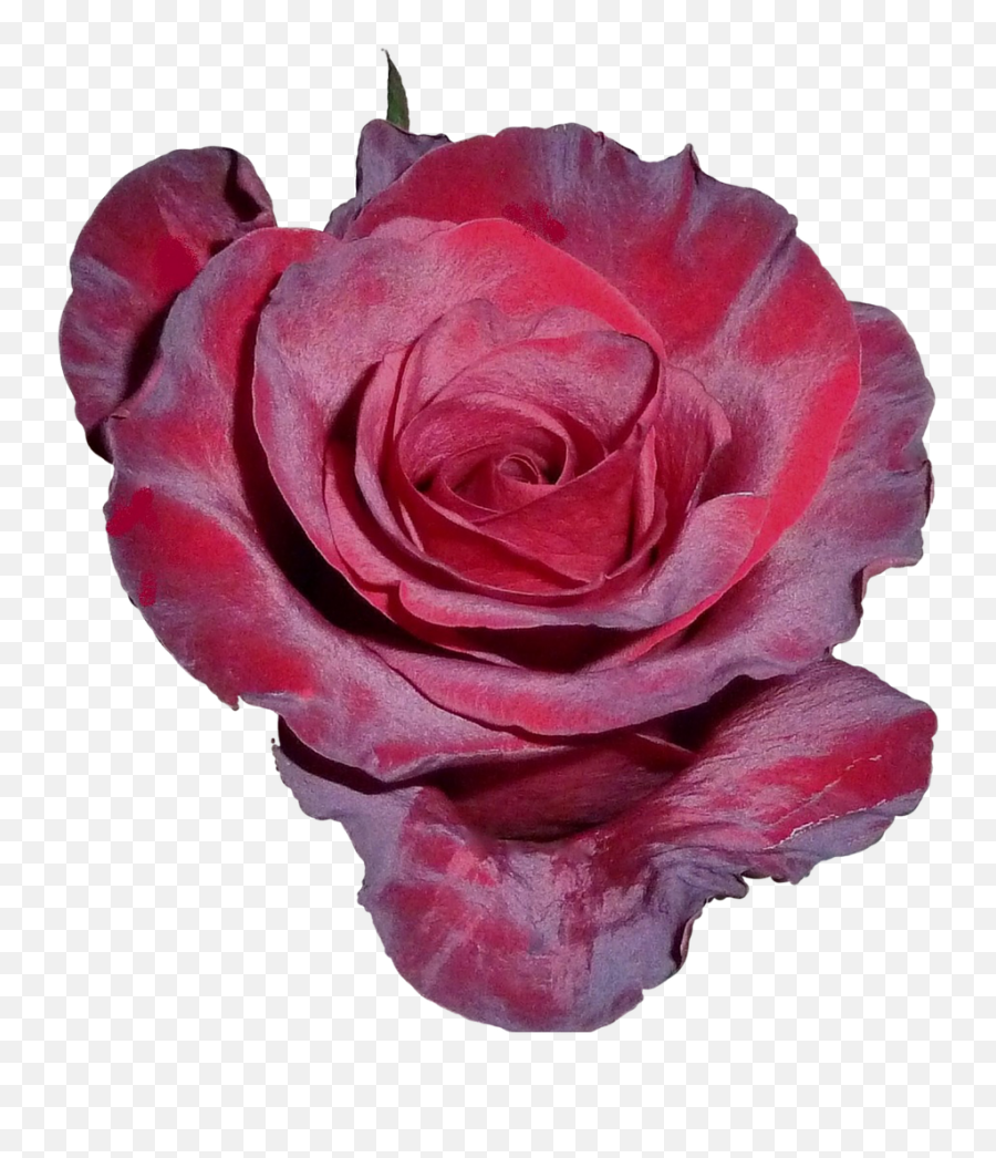 Rose Flower Tea Petals Png - You Are Beautiful With A Rose,Pink Rose Petals Png