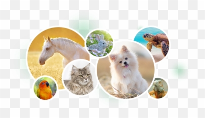 Mountain View Veterinary Health Center - Veterinary Medicine Veterinarian Png,Veterinarian Png