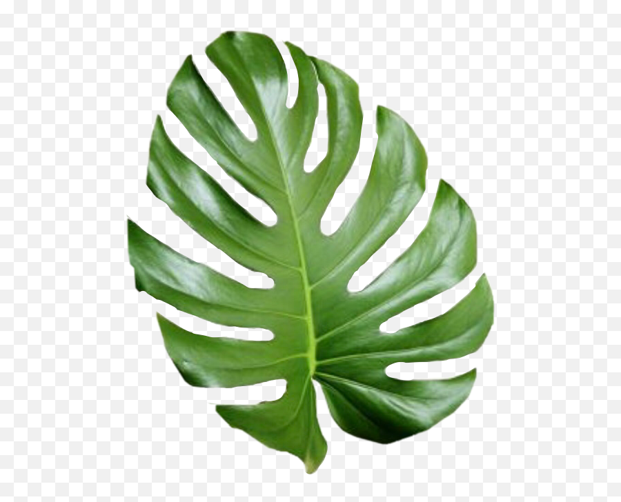 Tropical Leaf Palmtree Palmleaf Aesthetic Tumblr Cute - Drawing Palm Tree Leaves Png,Palm Tree Leaves Png