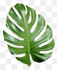 Tropical Leaf Palmtree Palmleaf Aesthetic Tumblr Cute - Drawing Palm Tree Leaves png