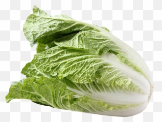 Napa Cabbage Png Image Vegetables - Png