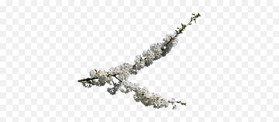Search Results Of Pngpsd Andor Jpeg Images Snipstock - Cherry Blossom,Cherry Blossom Branch Png