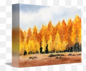 Aspen Trees - Temperate Broadleaf And Mixed Forest Png,Aspen Tree Png