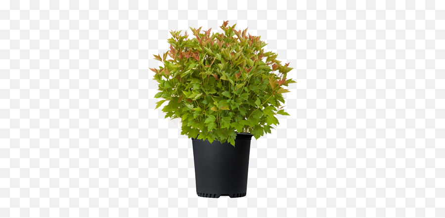 Welcome To Bailey Nurseries - Flowerpot Png,Plant Png