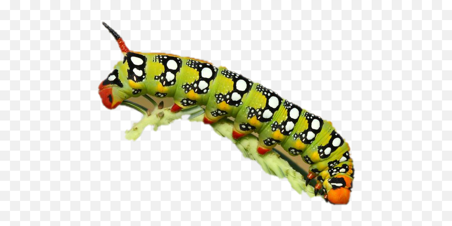 Png Images Transparent Background - Caterpillar Png,Caterpillar Transparent Background