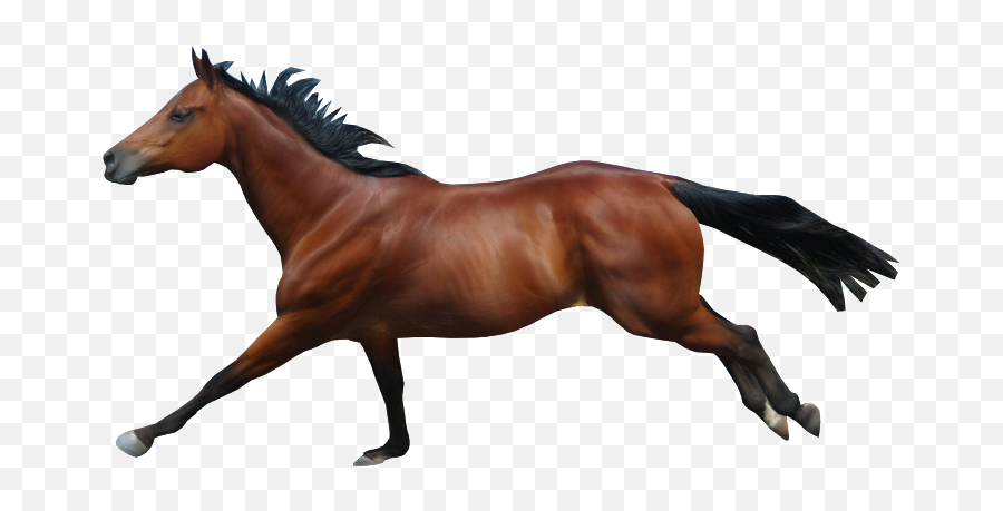 Mane Mustang Stallion Rein Mare - Horse Running No Background Png,Horse Running Png