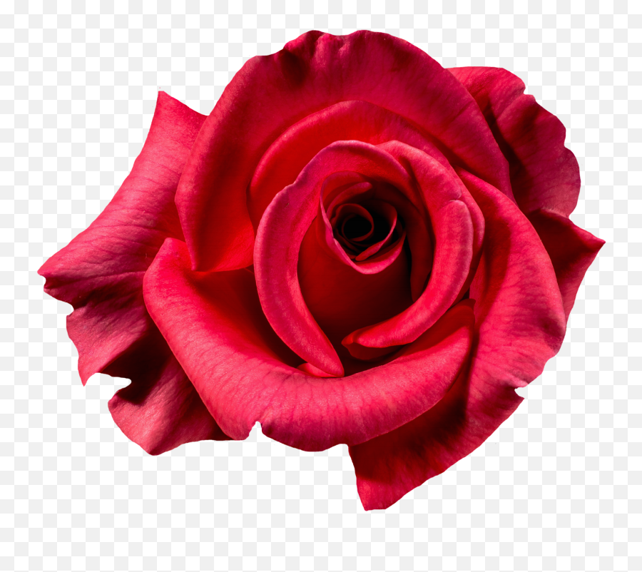Red Rose Flower Top View Png Image - Rose Flower Transparent Background,Red Rose Transparent