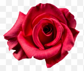 Red Rose Flower Top View Png Image - Rose Flower Transparent Background,Red Rose Transparent