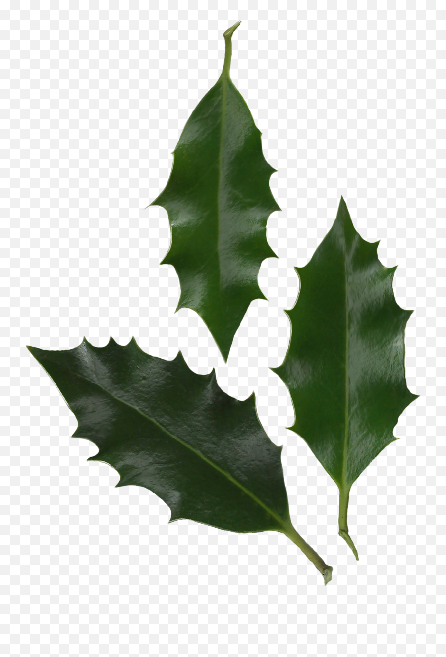 Holly Leaf Transparent U0026 Png Clipart Free Download - Ywd Holly Ilex Aquifolium Leaf,Holly Png