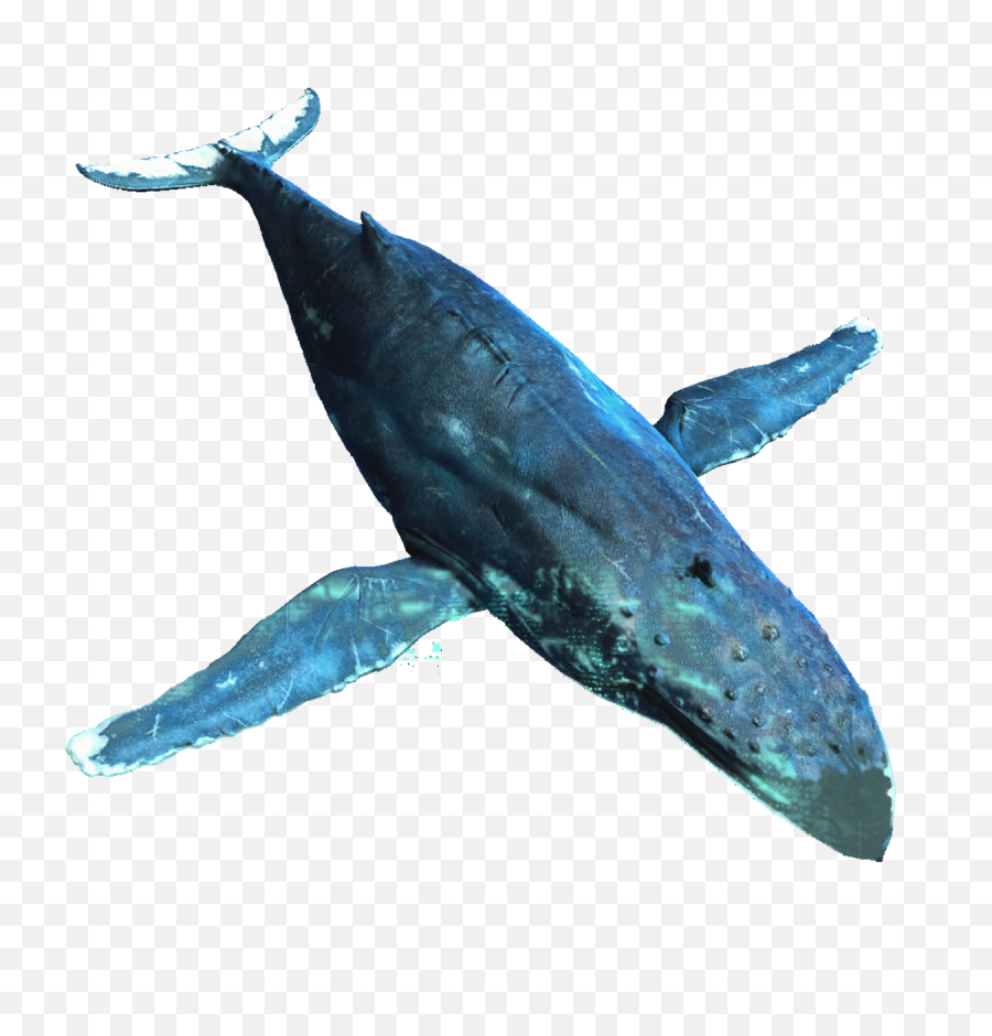 Humpback Whale Png Picture - Creed Humpback Whale,Humpback Whale Png