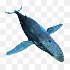 Humpback Whale Png Picture - Creed Humpback Whale,Humpback Whale Png