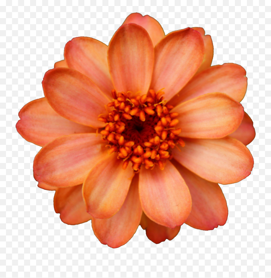 Transparent Flowers Image - Real Flowers Transparent Background Png,Real Flowers Png