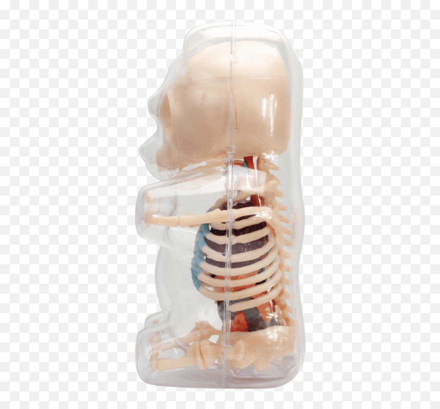 Clear Gummi Bear Funny Anatomy - Skull Png,Skeleton Transparent