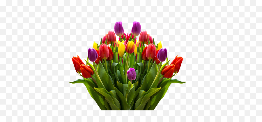 Download Lukisan Bunga Tulip Png - Tulips Flowers Png,Tulip Png