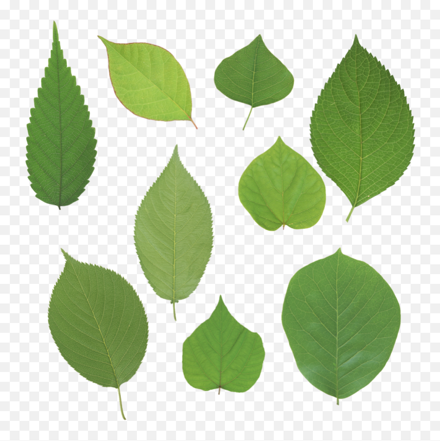Green Leaves Png Image - Png,Foliage Png