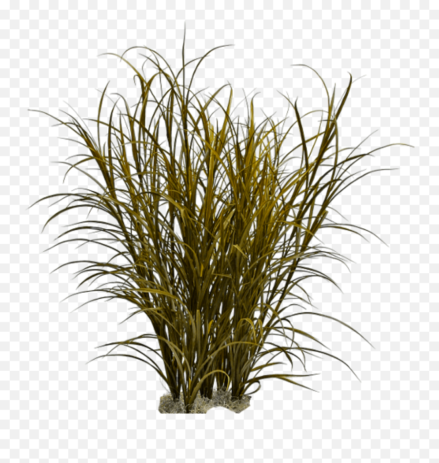 Download Ornamental Grass Png Image - Transparent Background Dry Grass Png,Tall Grass Png