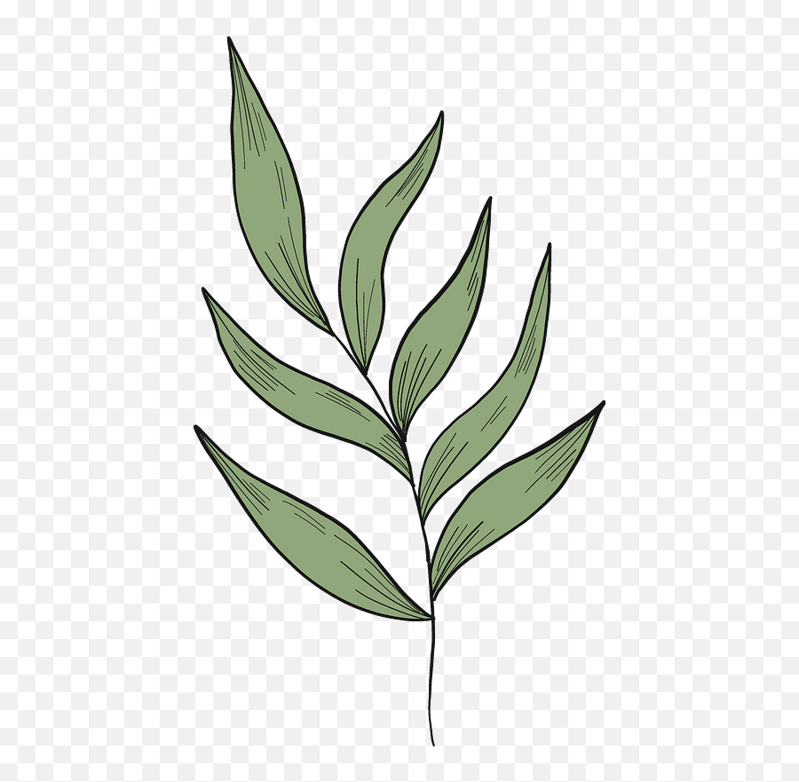 Eucalyptus Branch Clipart Free Download Transparent Png - Illustration,Branch Transparent