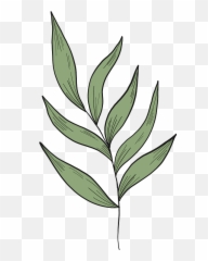 Eucalyptus Branch Clipart Free Download Transparent Png - Illustration