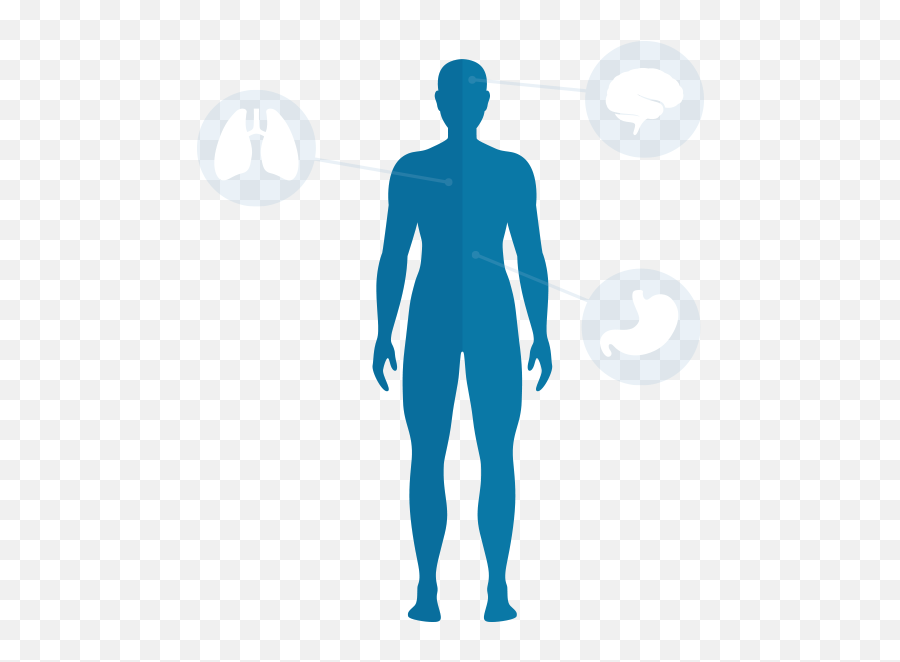 Body Png Transparent Images - Human Body Blue Png,Human Body Png