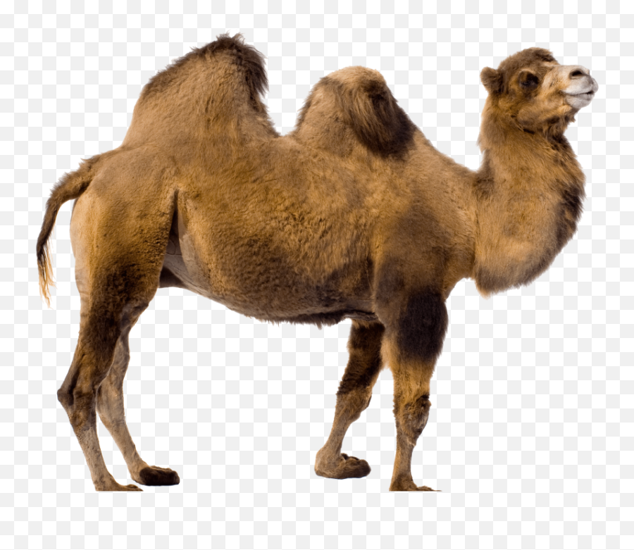 Free Transparent Png Images On Camel