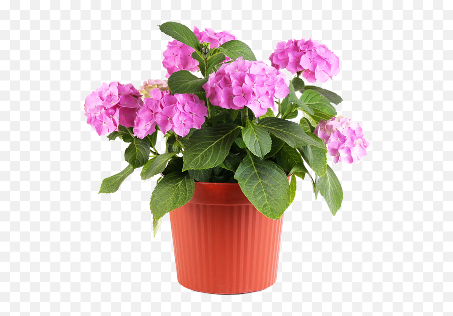 Free Flower Pots Png Download - Metal Hanging Baskets For Plants,Flower Pot Png