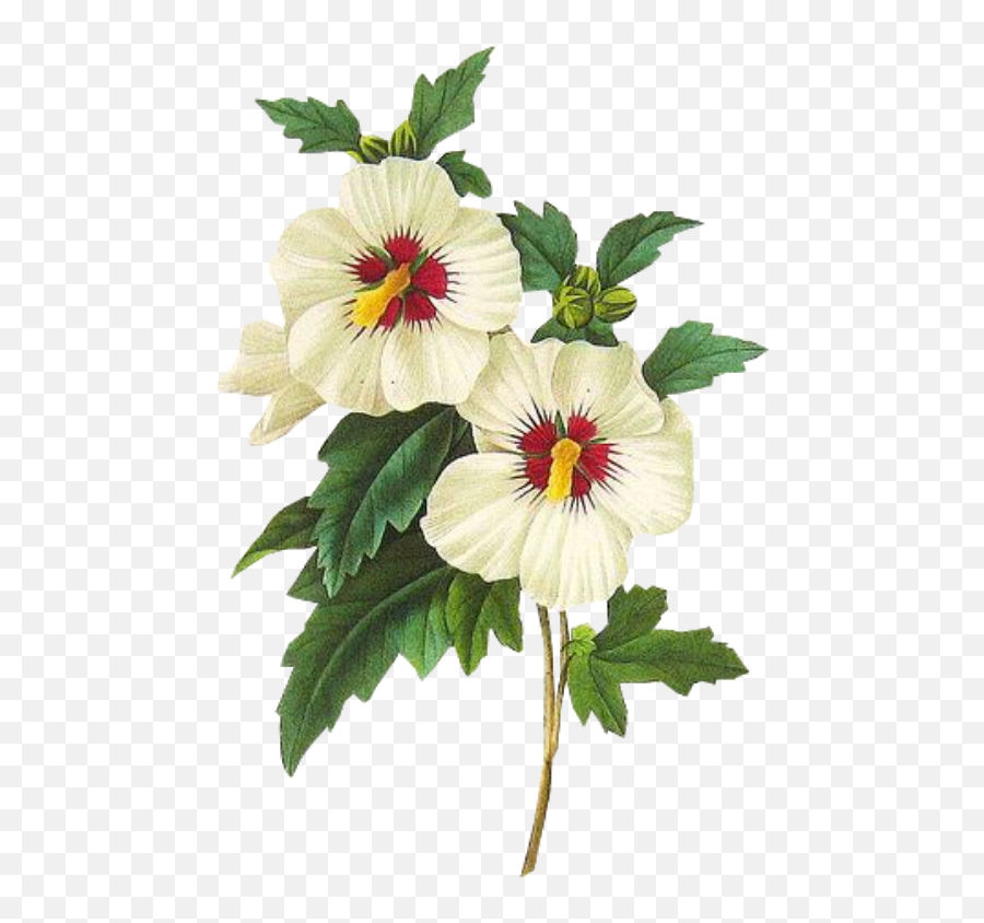 Flower Overlays Png Picture 635401 Overlay - Rose Of Sharon Vintage,Flower Overlay Png