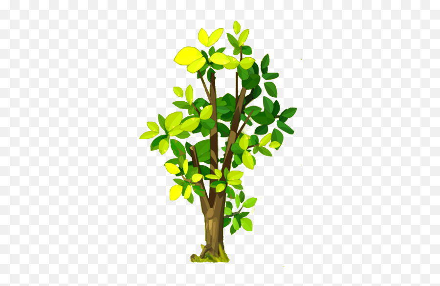 Walnut 129dofus Wiki Fandom - Tree Png,Walnut Png Walnut 129dofus Wiki Fandom - Tree Png,Walnut Png