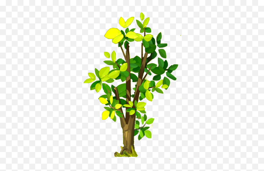 Walnut 129dofus Wiki Fandom - Tree Png,Walnut Png