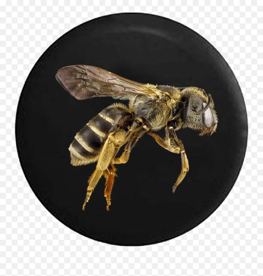 Download Bee Hornet Wasp Yellow Jacket - Honey Bee Black Bees Png,Hornet Png