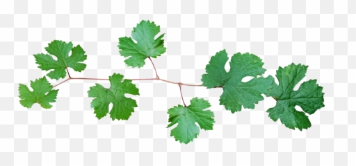 Download Hd Grape Vine Leaves Branch - Grape Leaves Png Transparent Grape Vines Png,Grape Png