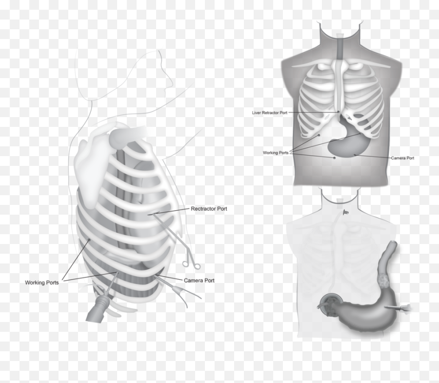 Download Transparent Stomach Png - Rib,Stomach Png