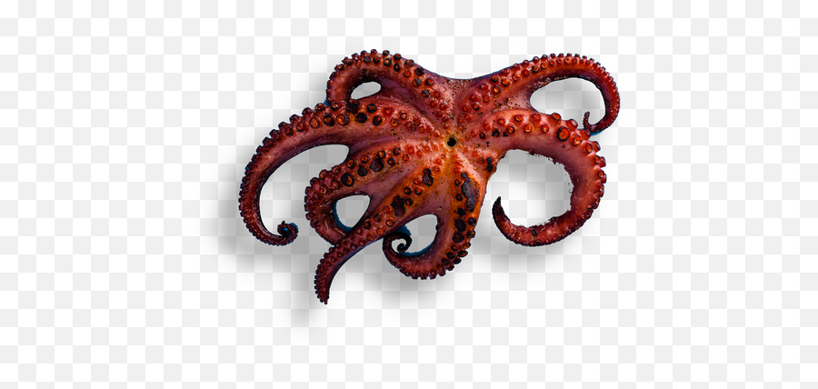 Ufficio - Polpo Alla Grigla Octopus Transparent Kitchen Octopus Png,Giorno Hair Png