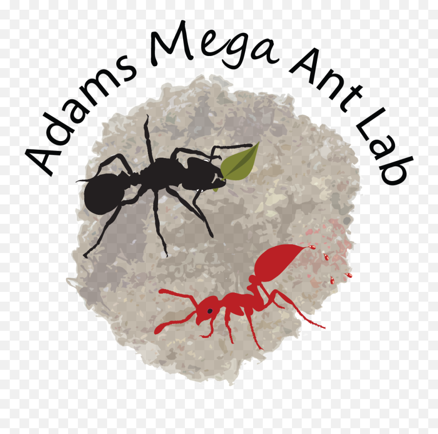 Adams Megalomyrmex Ant Lab - Ant Png,Ant Transparent Background