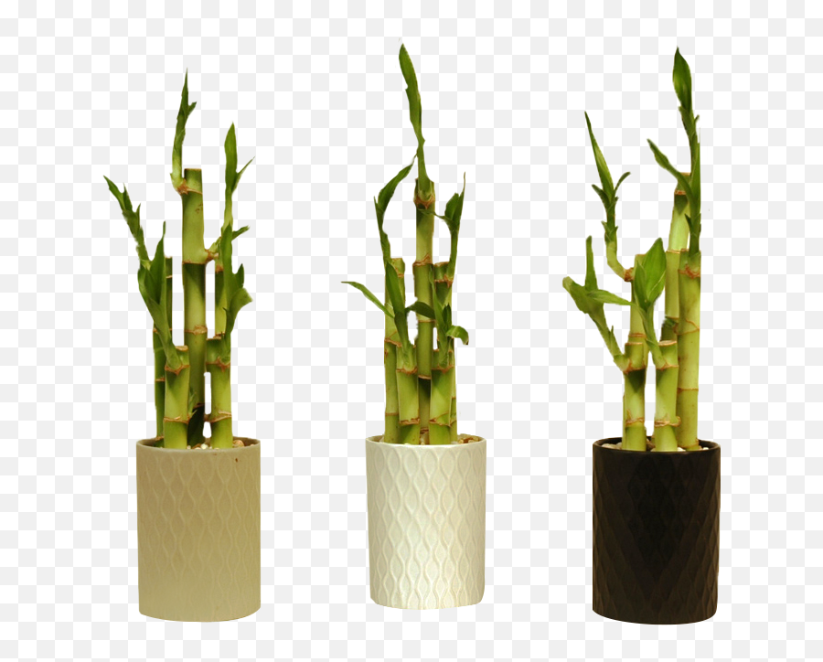 Bamboo Png Image With No Background - Bamboo Plant Small Png,Bamboo Png