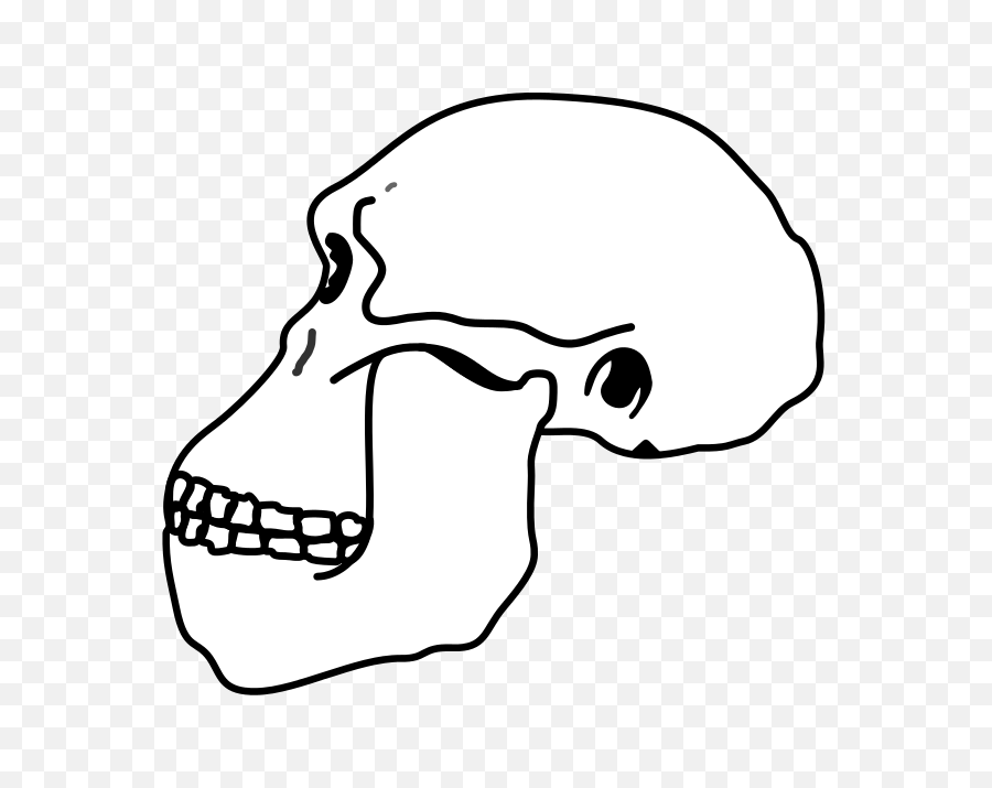Australopithecus Skull - Australopithecus Africanus Skull Drawing Png,Skull Face Png
