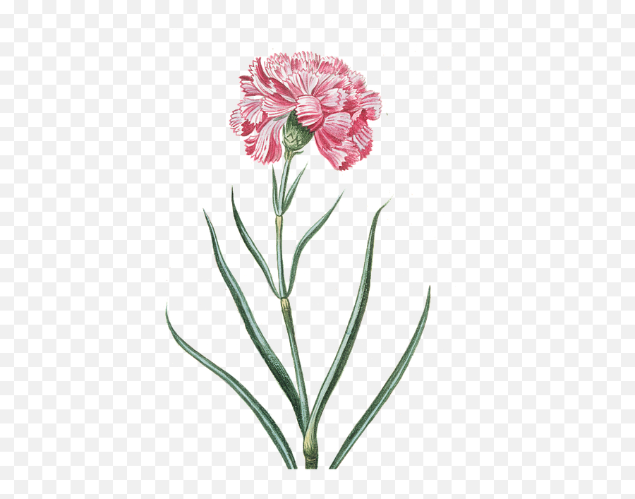 Free Image - Flower Pink Transparent Vintage Flowers Transparent Vintage Png,Carnation Png