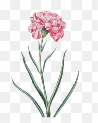 Free Image - Flower Pink Transparent Vintage Flowers Transparent Vintage Png,Carnation Png