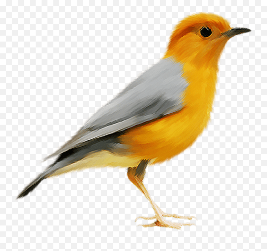 Free Transparent Png Images - Canary Bird Png,Robin Transparent