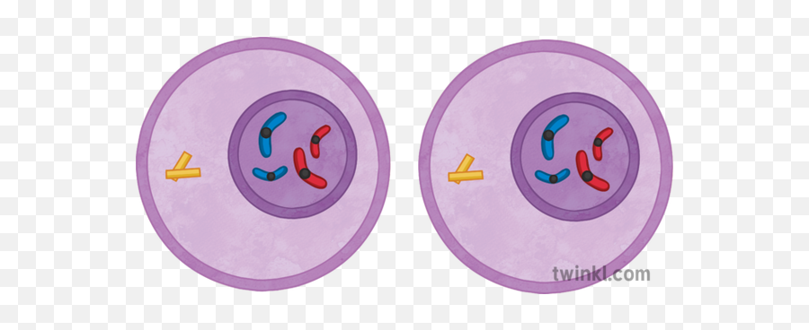 Mitosis Daughter Cells Illustration - Twinkl Dot Png,Cells Png