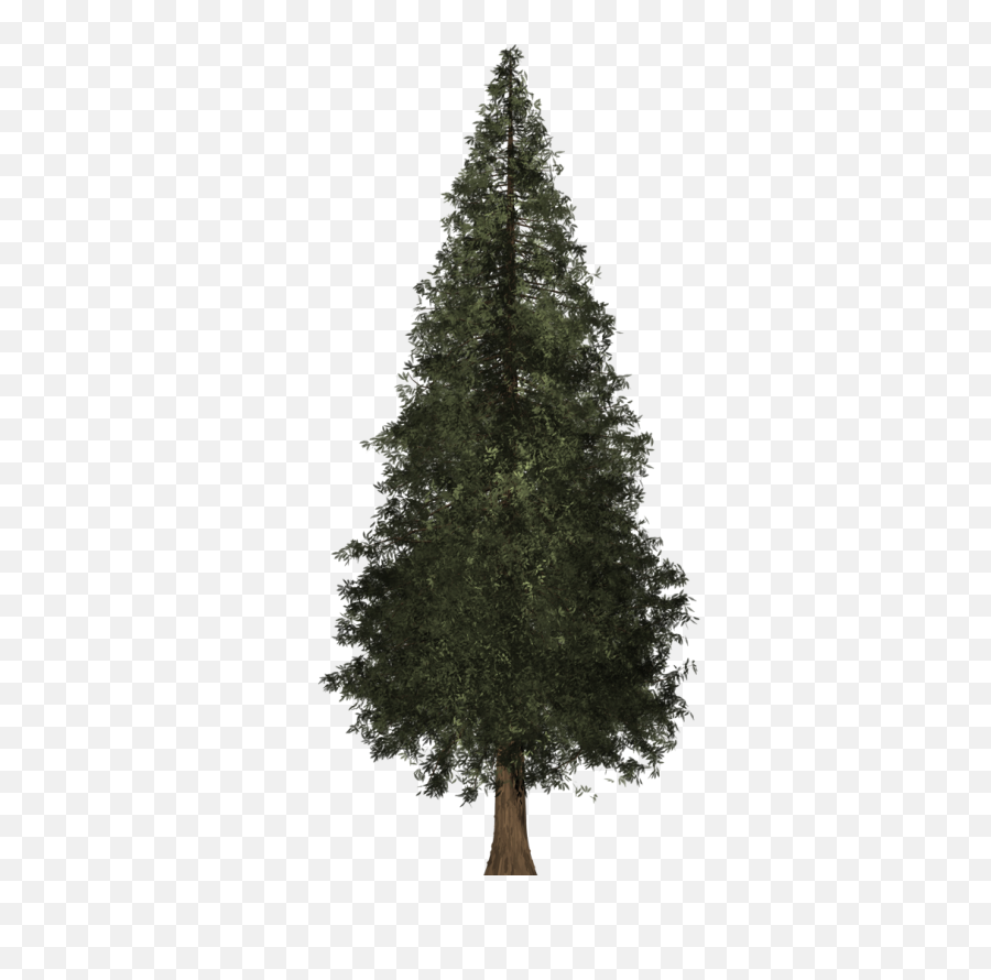 Download Redwood Tree Png Image Freeuse - Boreal Conifer,Redwood Tree Png