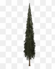 Download Redwood Tree Png Image Freeuse - Boreal Conifer,Redwood Tree Png