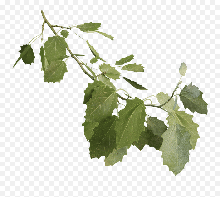 Grey Poplar - Grapevines Png,Aspen Tree Png