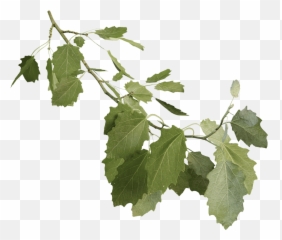 Grey Poplar - Grapevines Png,Aspen Tree Png