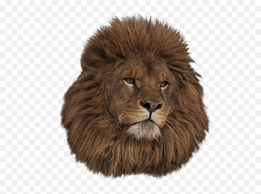 Lion Head Tumblr Transparent Download - Animal Png,Lion Head Transparent