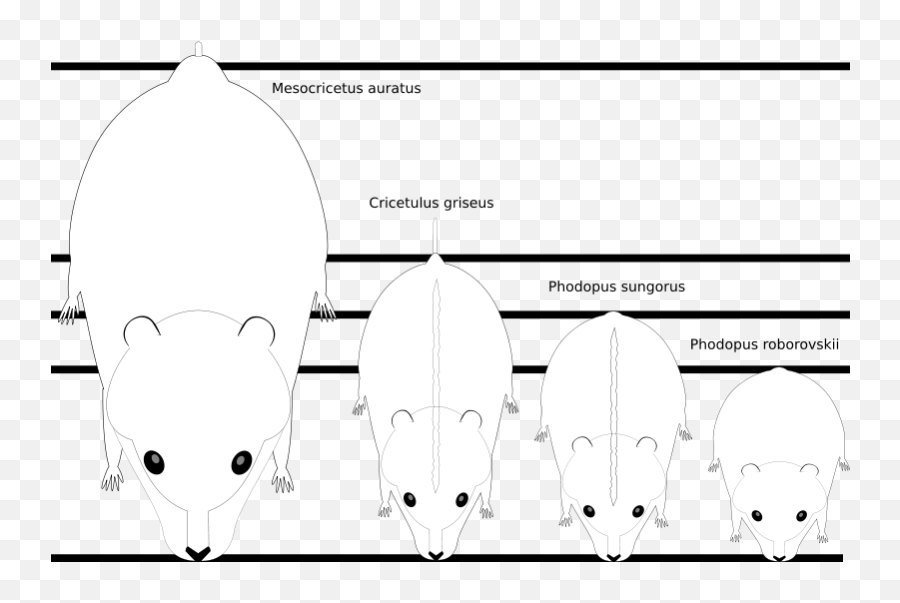 Size Difference Between Sirian And Siberian Hamsters - Scary Png,Paigeeworld Icon